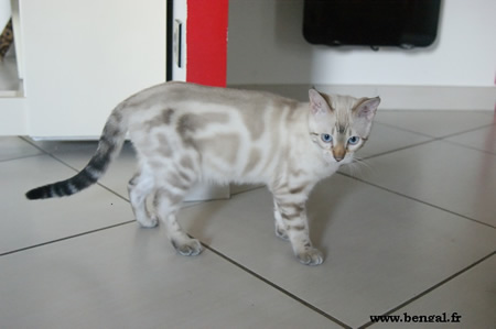 bengal seal lynx marble